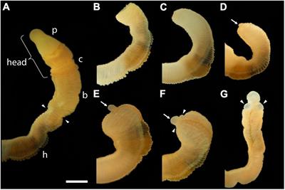 Ancestral Stem Cell Reprogramming Genes Active in Hemichordate Regeneration